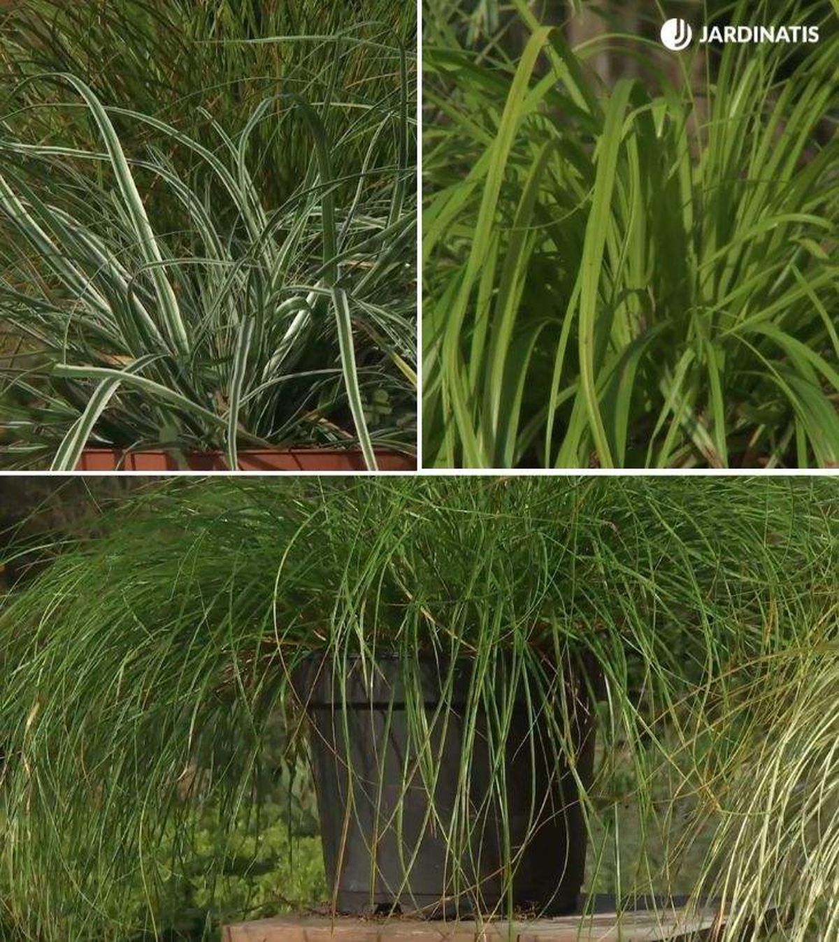 tipos de carex deco 673