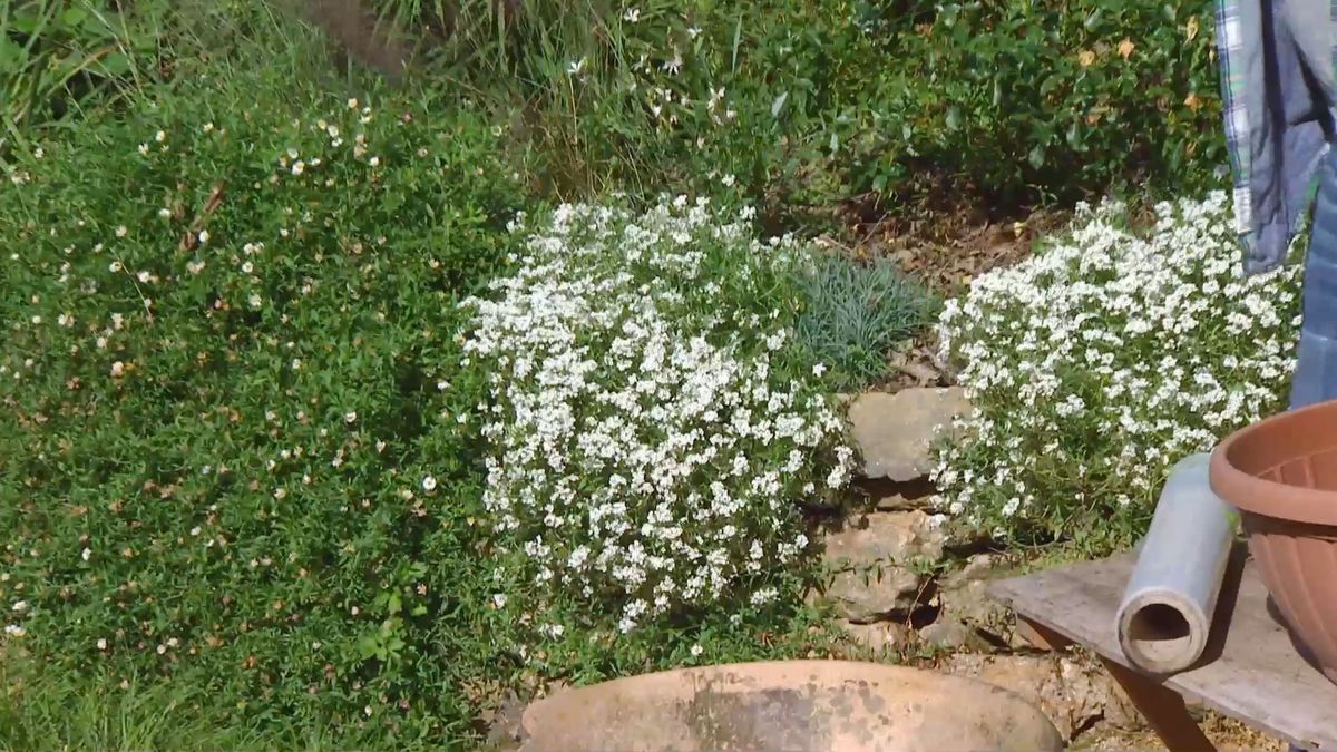 deco 674 plantas muros alysum lobularia