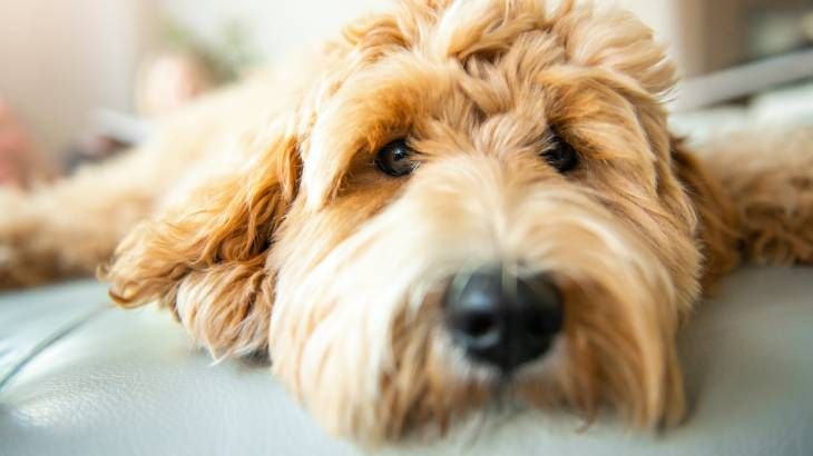 labradoodle raza