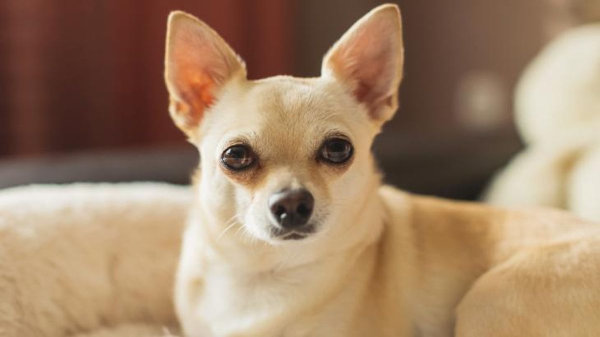 perro mas pequeno del mundo 3