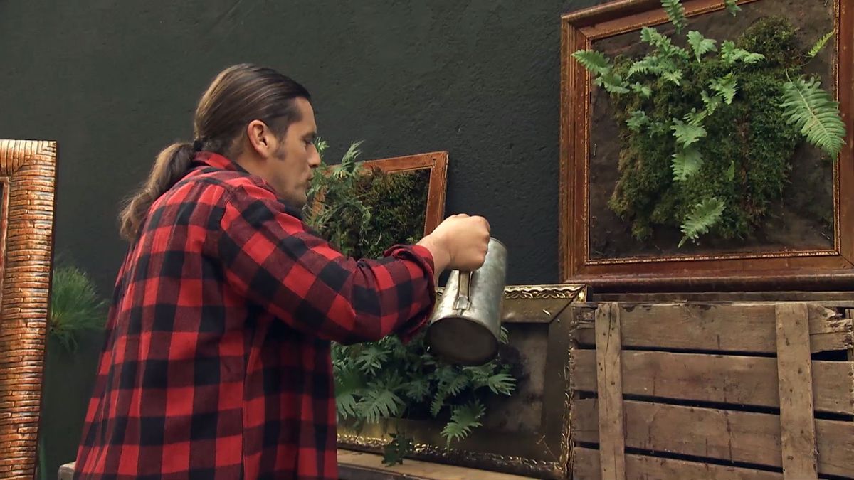 Deco 721 jardineria helecho regar