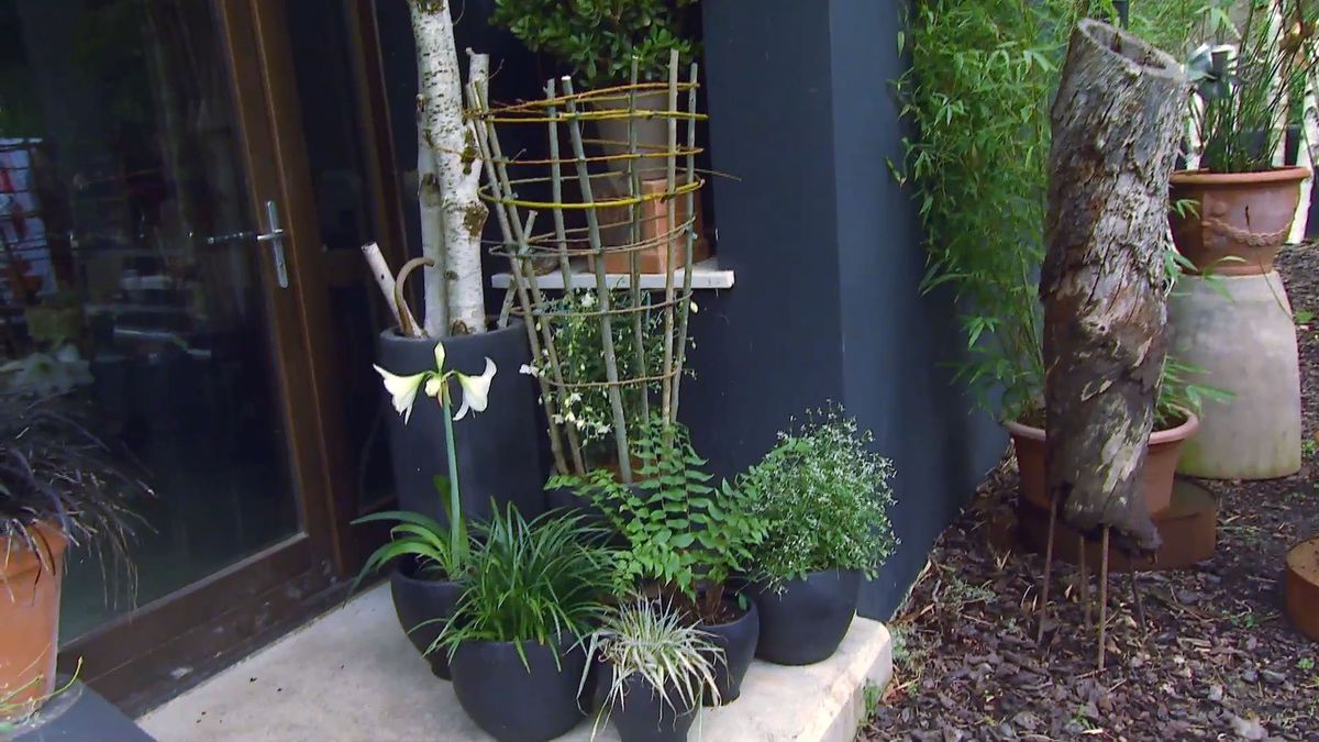 decogarden 653 variedad clematies detalle final