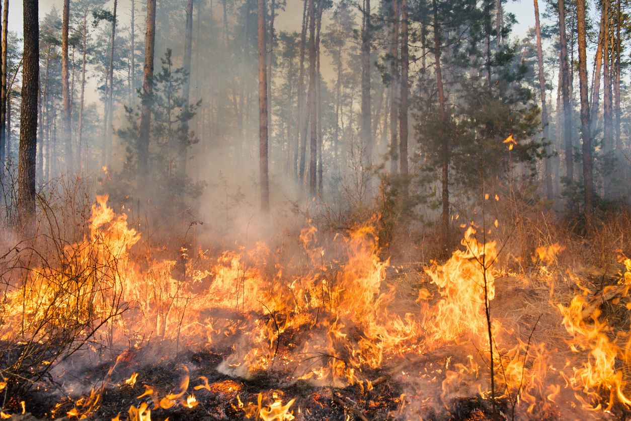 incendio forestal2