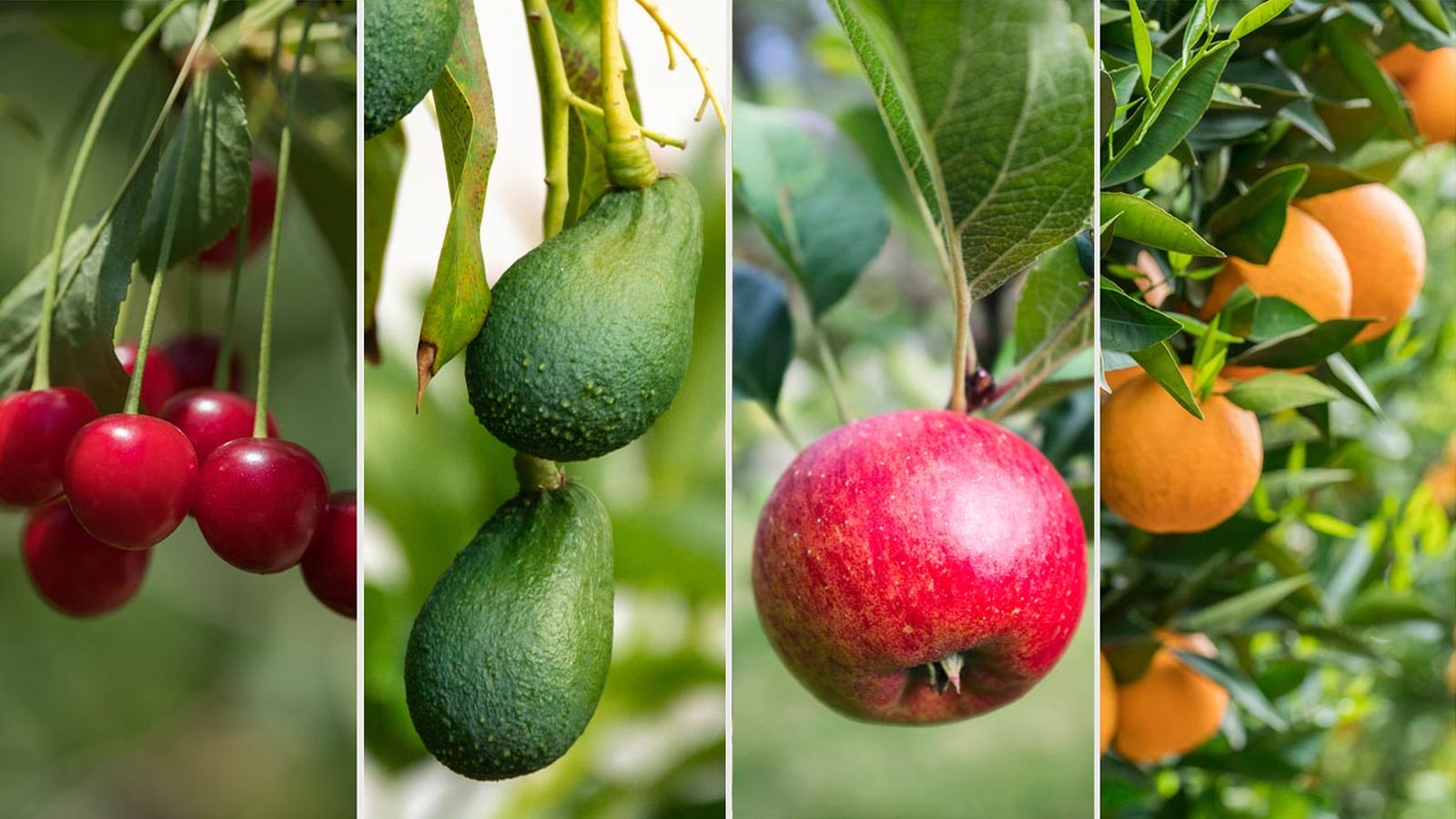 9 frutas consumo diario