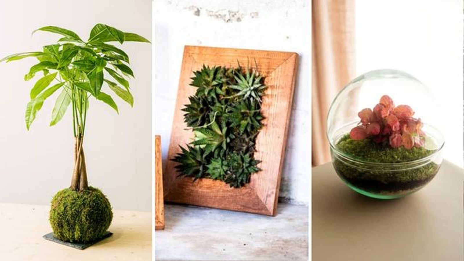 regalar plantas de forma original