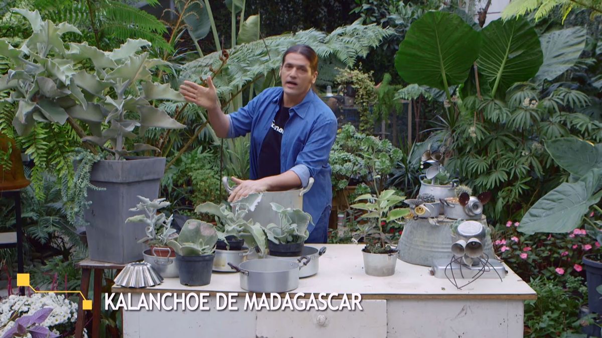 brico 933 3 kalanchoe beharensis inicio