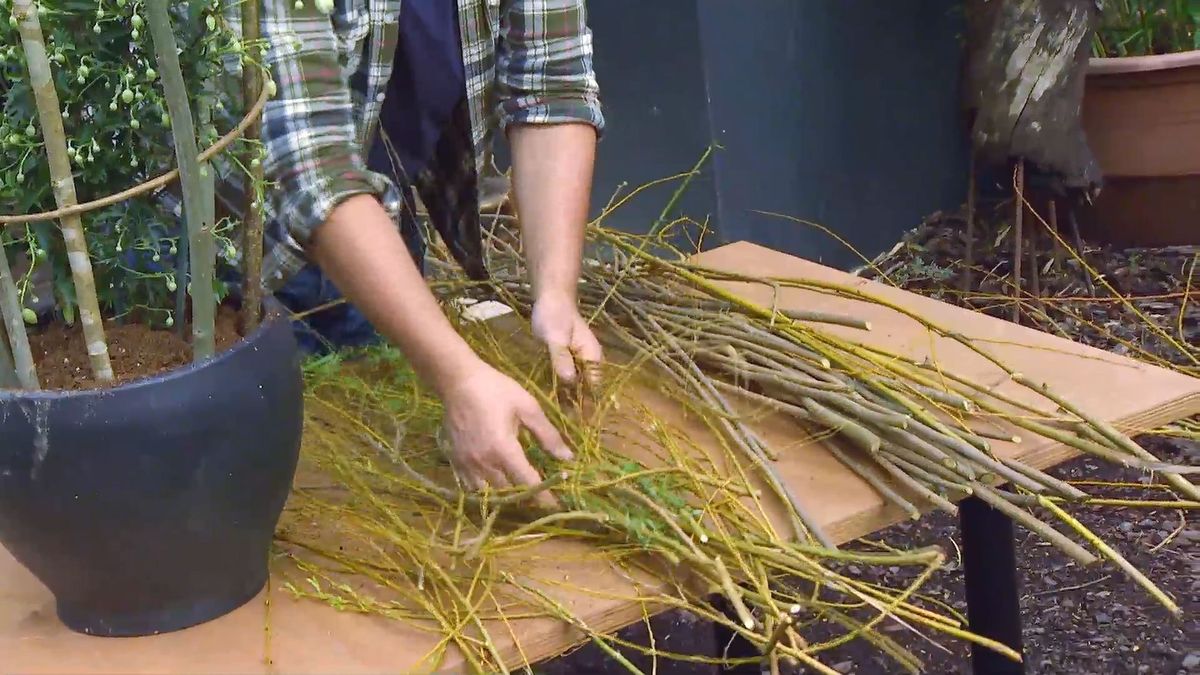 decogarden 653 variedad clematies consejo ramas