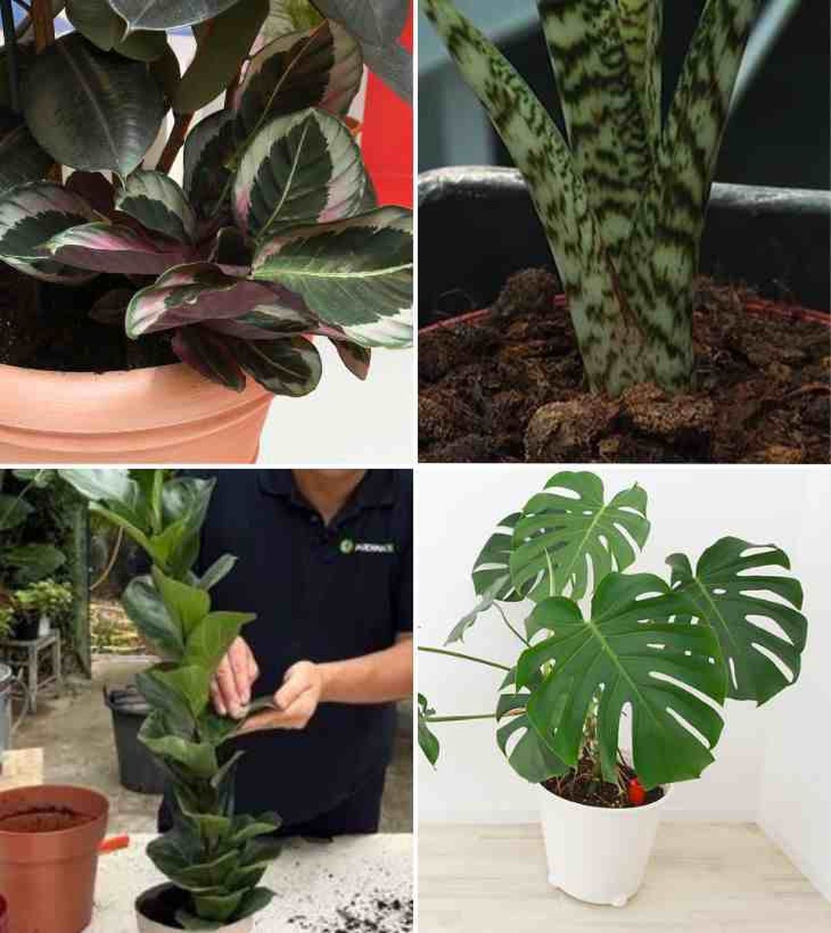 plantas aesthetic calathea medallion alocasia zebrina ficus lyrata bambino costilla de adan