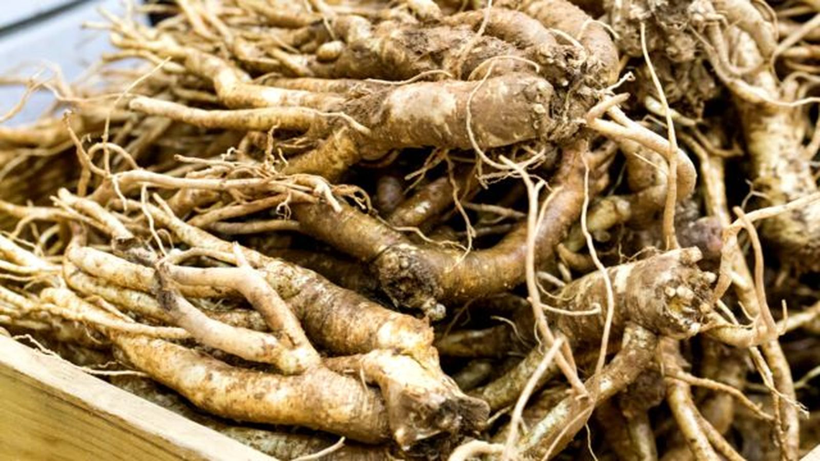 raiz Platycodon propiedades medicinales