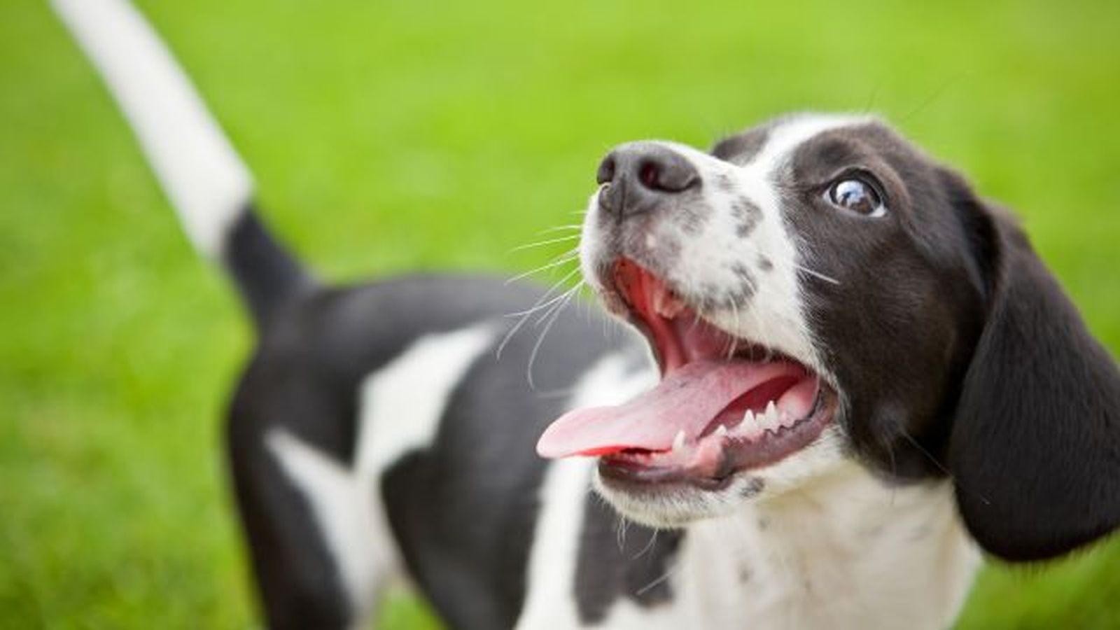 los perros sudan 3