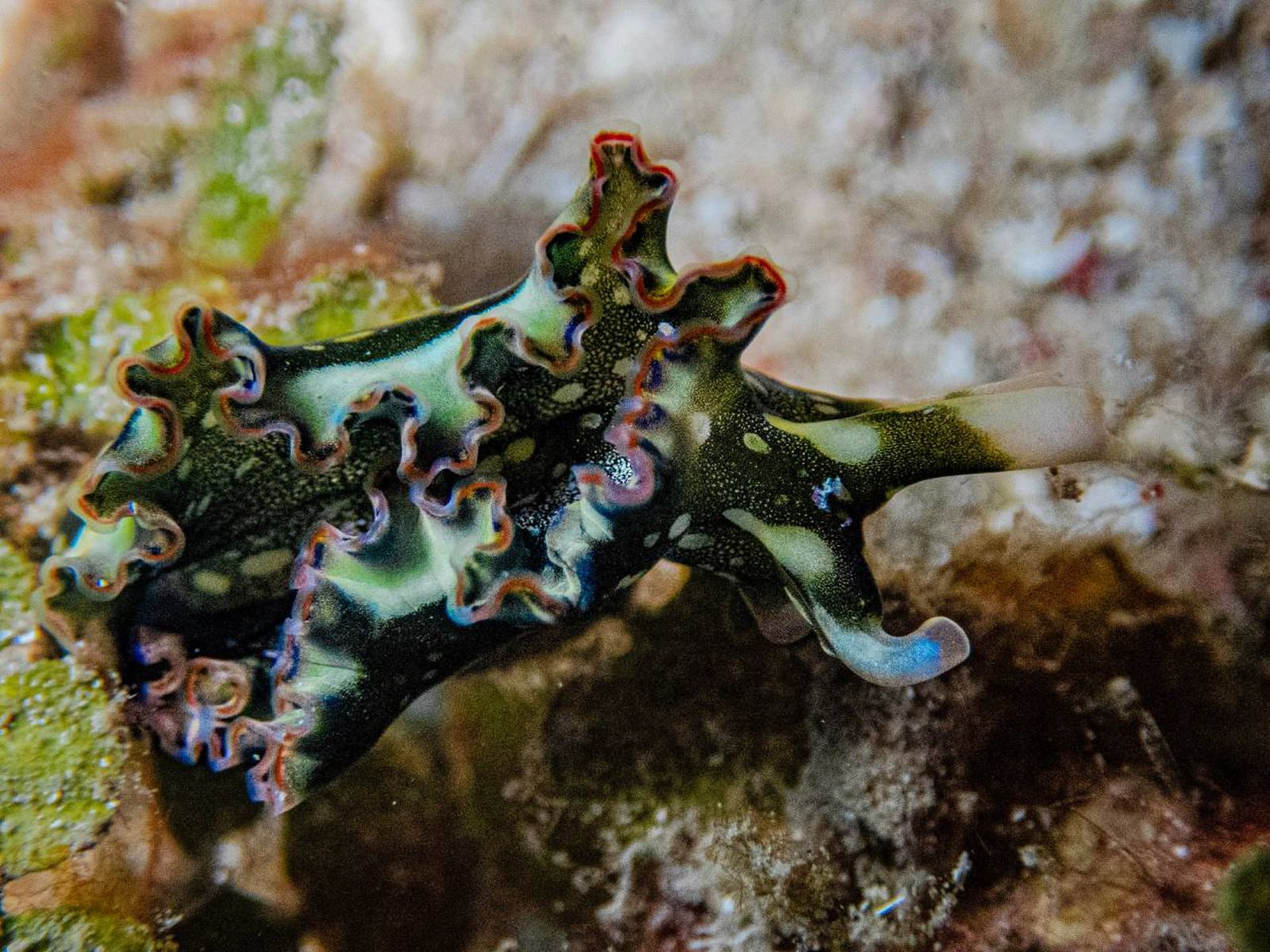 La babosa esmeralda (Elysia chlorotica) es un pequeño gasterópodo marino de color verde brillante.