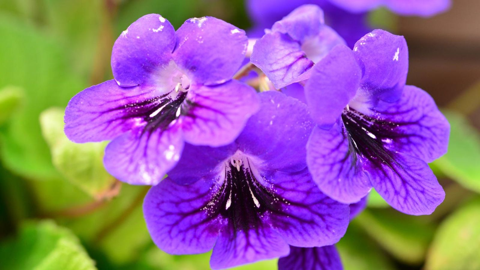 Streptocarpus planta interior