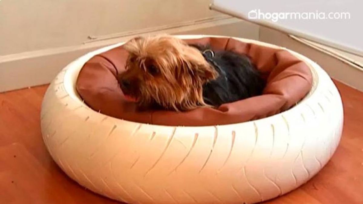 Cómo transformar un sencillo y simple neumático en una cama segura y cómoda para tu mascota.