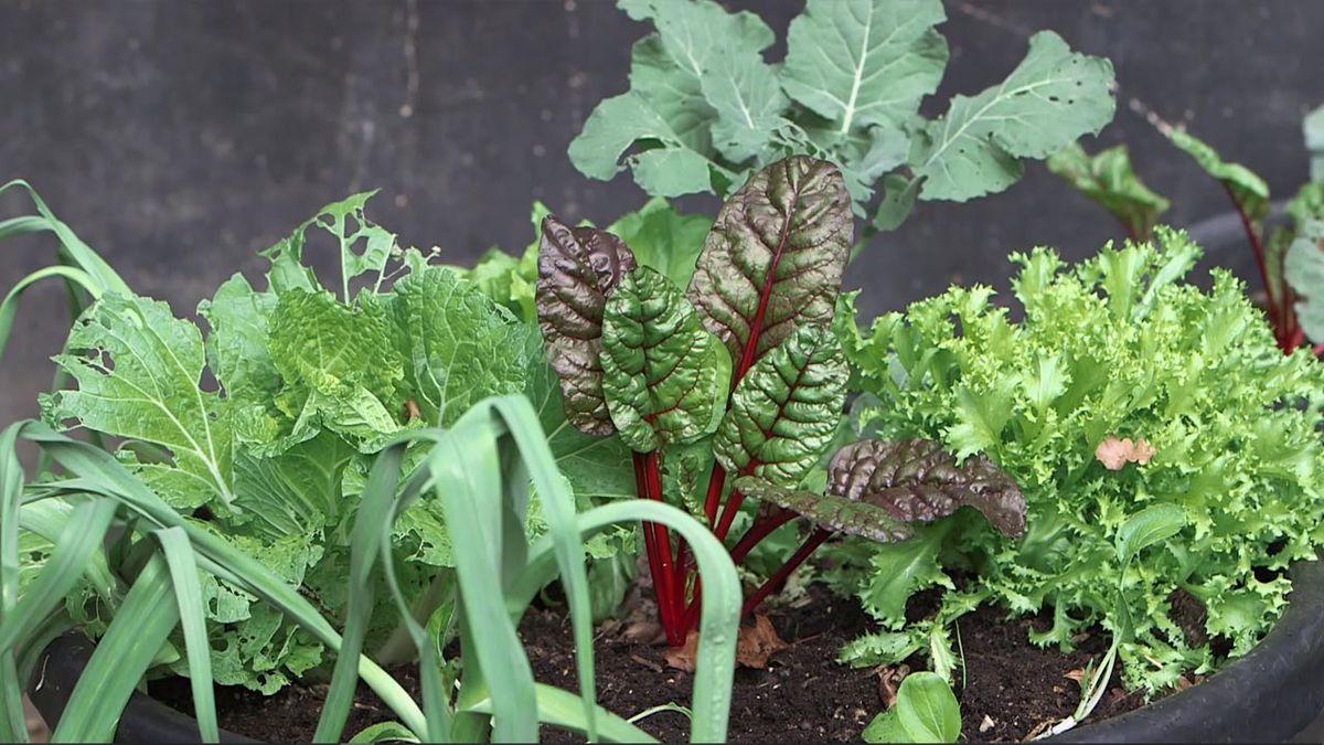 brico 1010 jardin plantar hortalizas en huerto urbano invierno