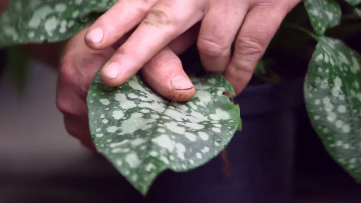 brico 0959 brumera pulmonaria pulmonaria longifolia diana claire hojas