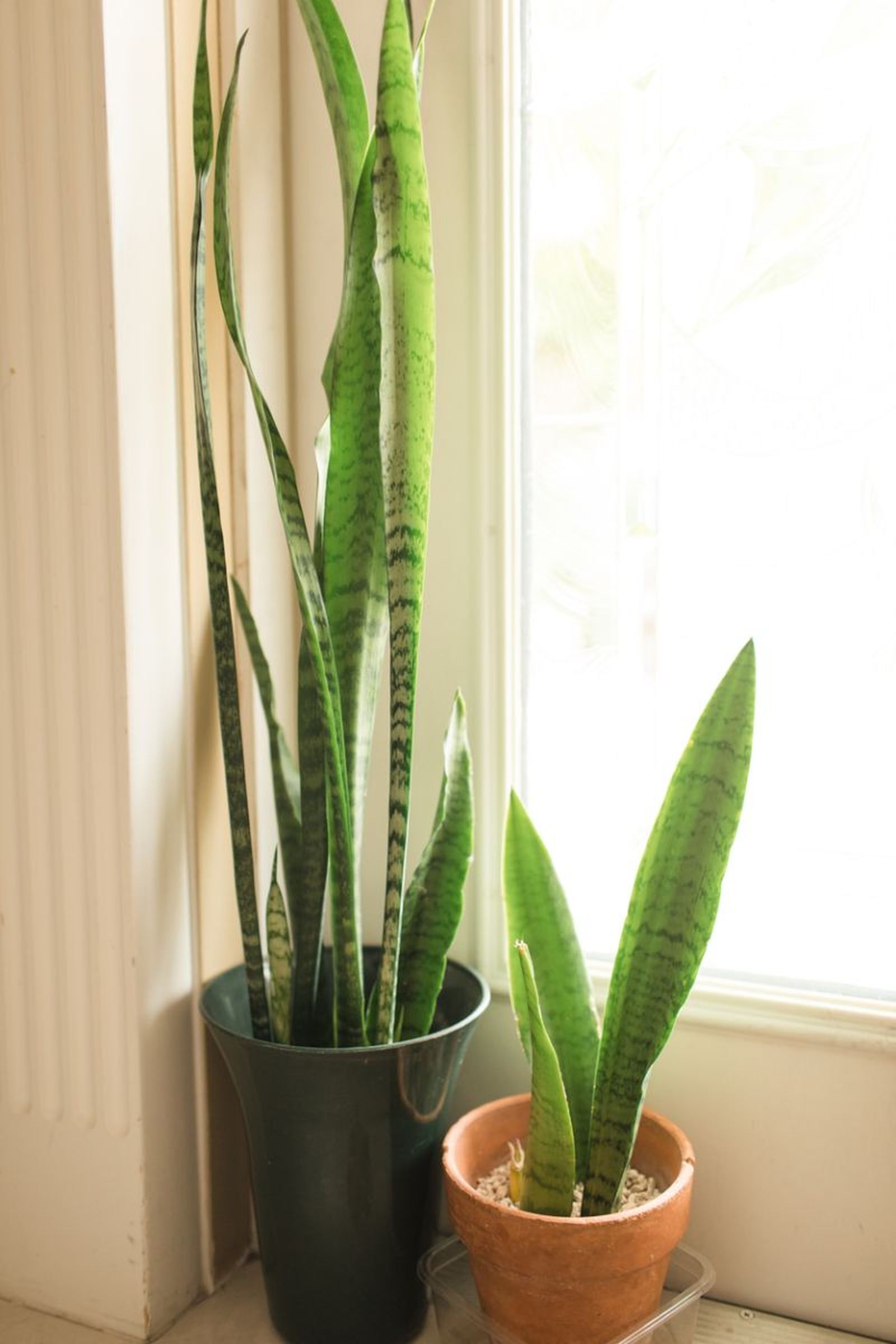 Sansevieria laurentii.