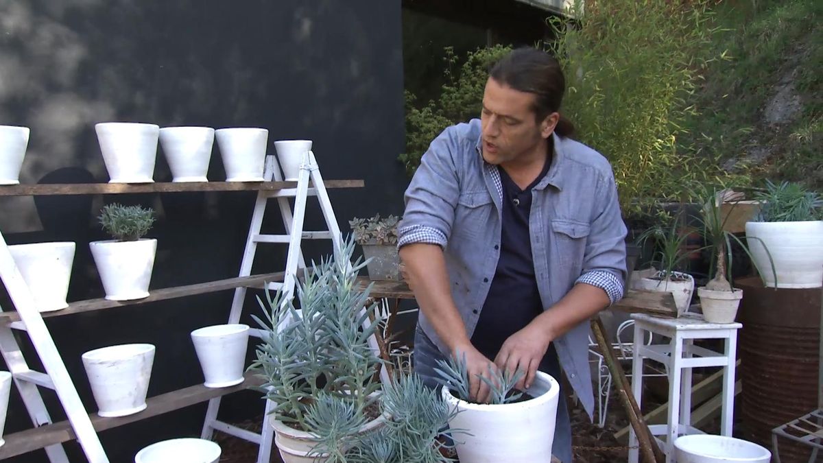 Deco732 jardineria esquejes senecios