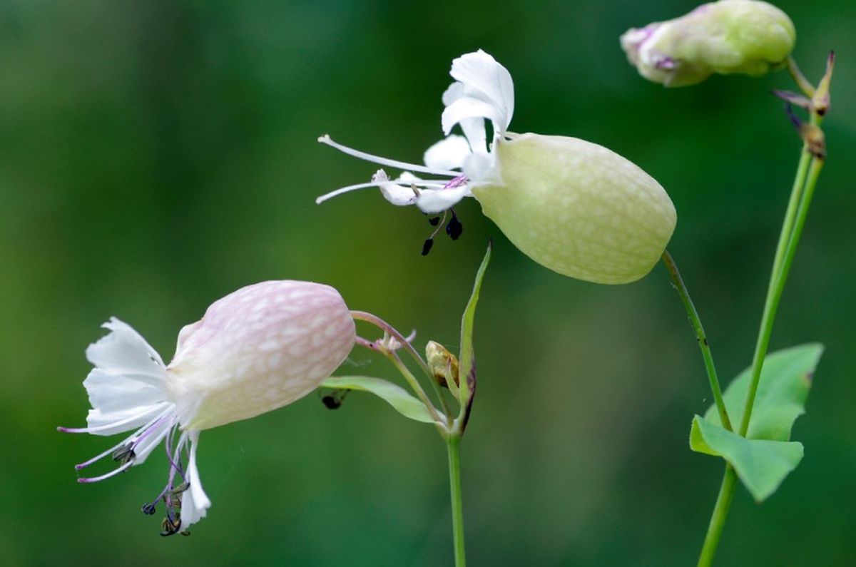Flores de Silene vulgaris.