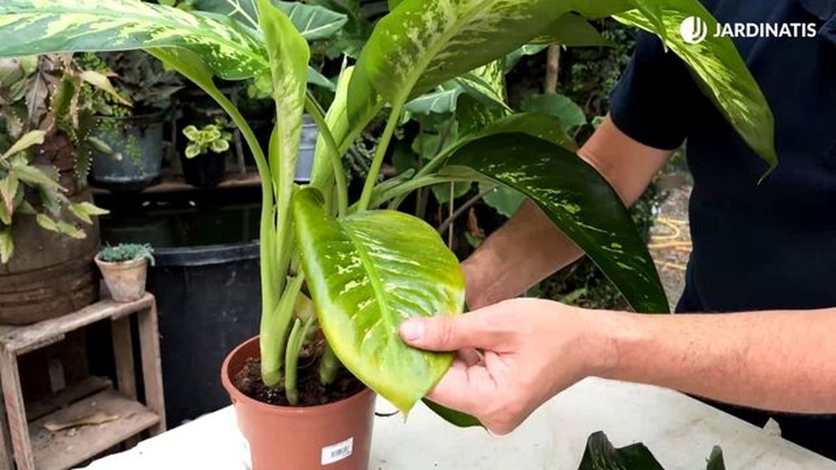 cortar hoja amarilla de dieffenbachia