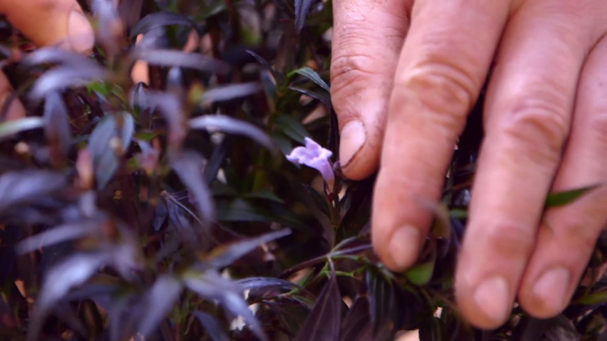 brico 916 3 escudo persa plantas hoja negra flor