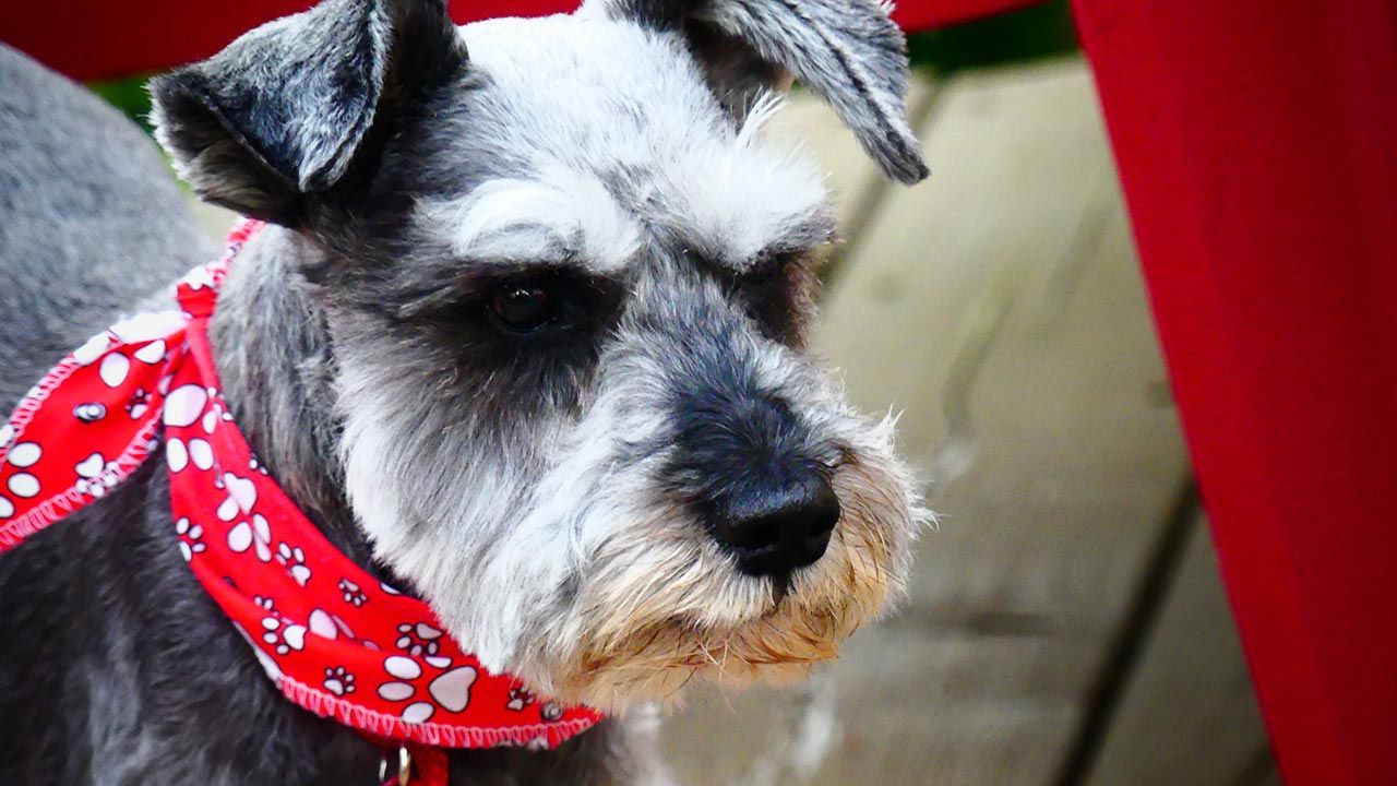 schnauzer enano 3