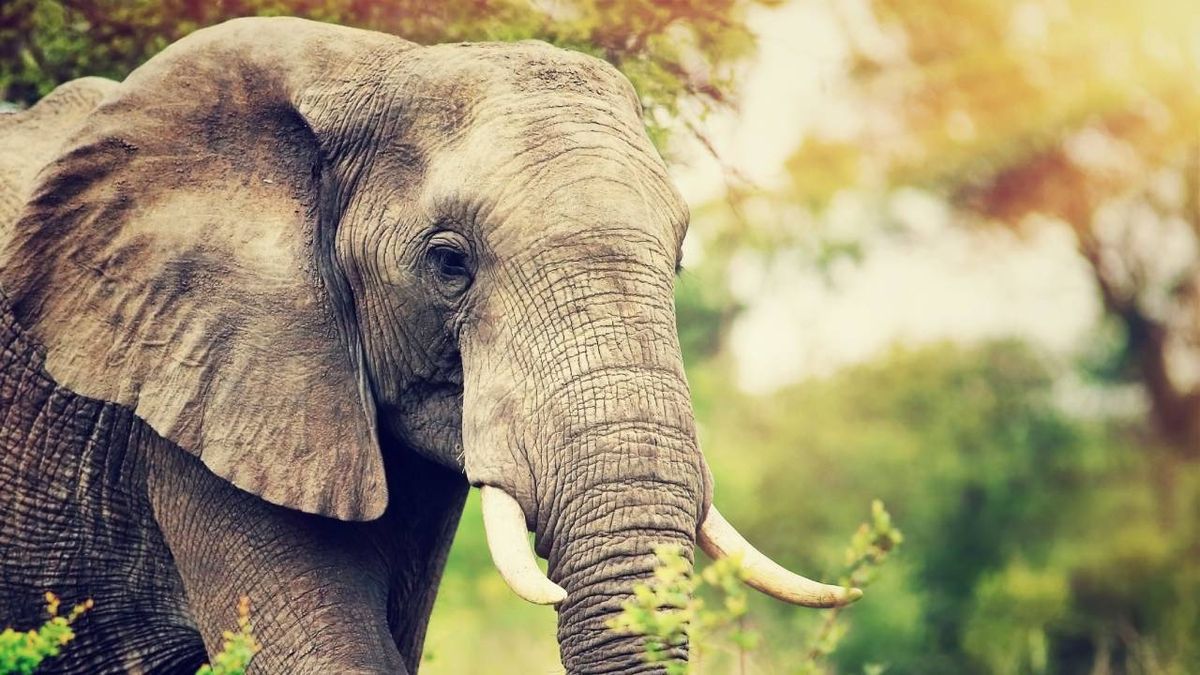 elefante mamifero mas grande de la tierra tipos curiosidades