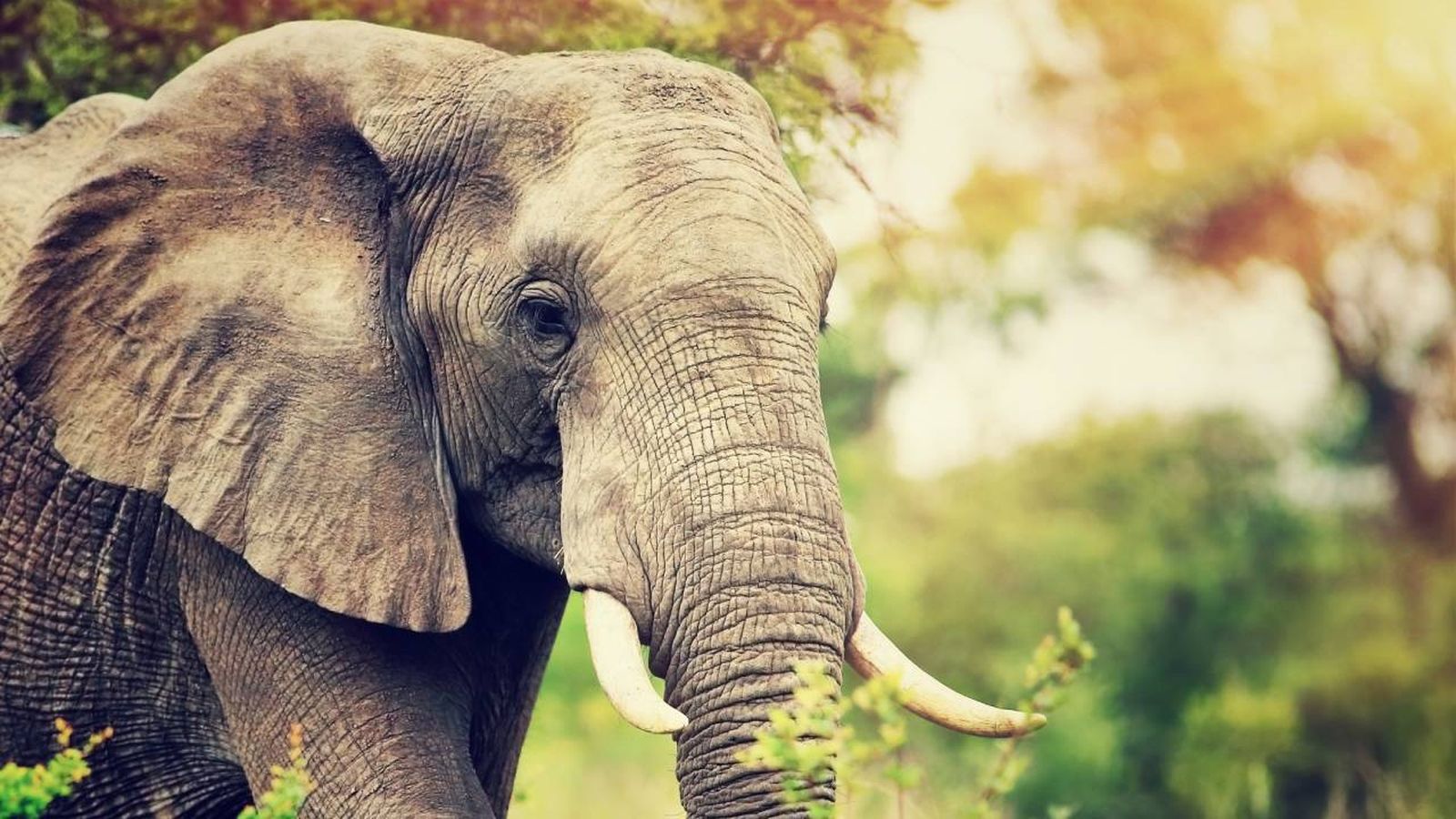 elefante mamifero mas grande de la tierra tipos curiosidades