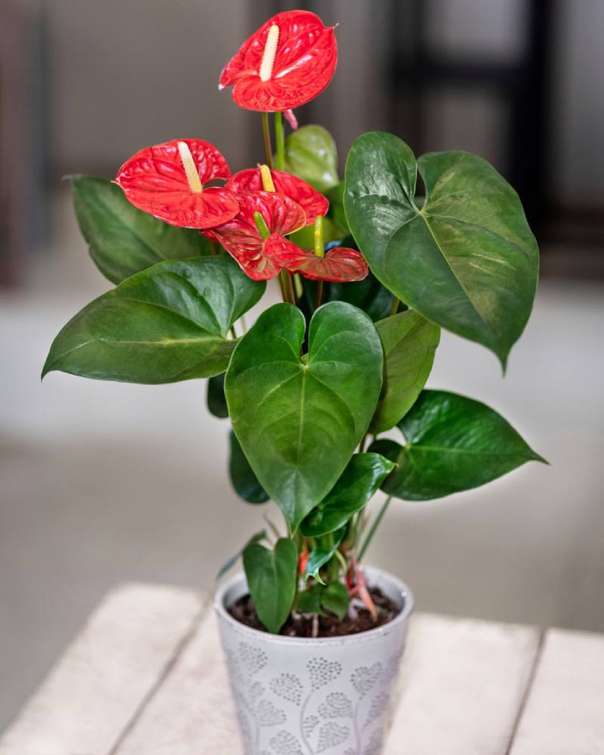 Anthurium andreanum.
