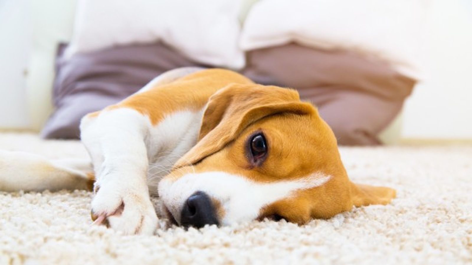 como saber si mi perro tiene fiebre 1