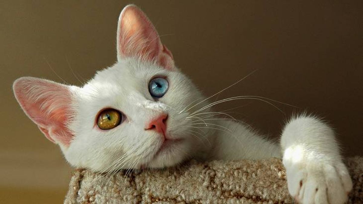 gato van turco cuidados