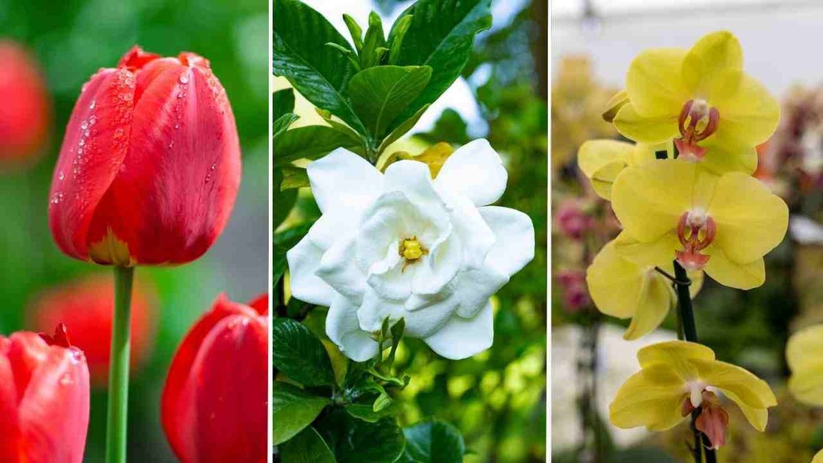 En el reino vegetal existe una increíble diversidad floral.
