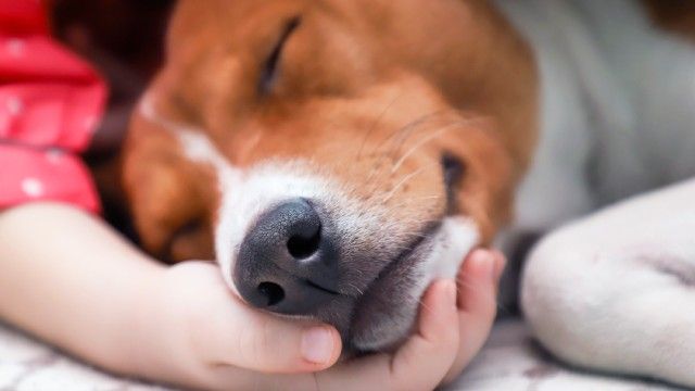como saber si mi perro tiene fiebre 4