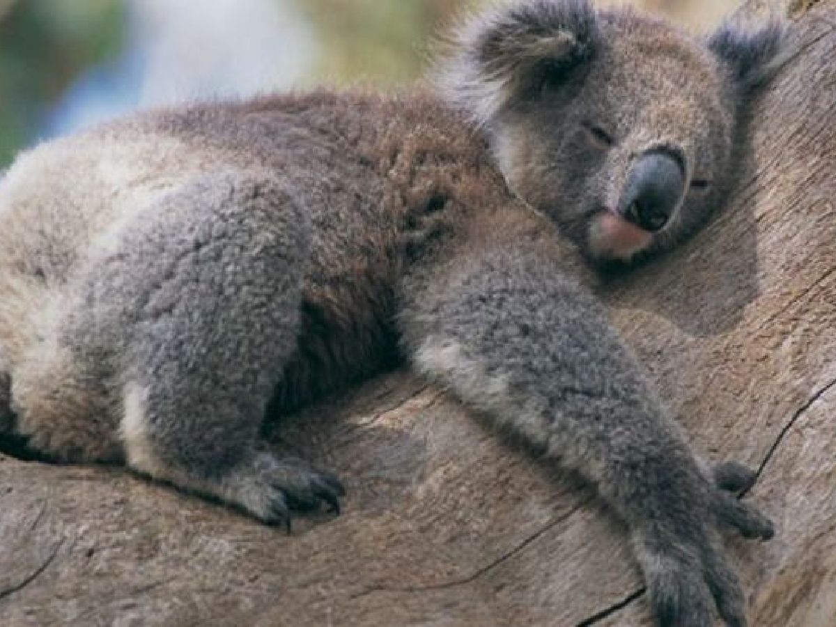 El koala se encuentra entre uno de los animales más dormilones del planeta
