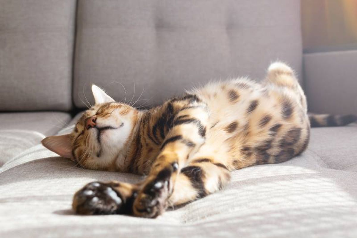 Permite a nuestros gatos expresar sus instintos naturales en un entorno doméstico.