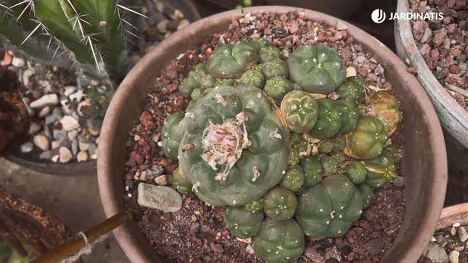 cactus peyote Lophophora williamsii coleccion inigo segurola