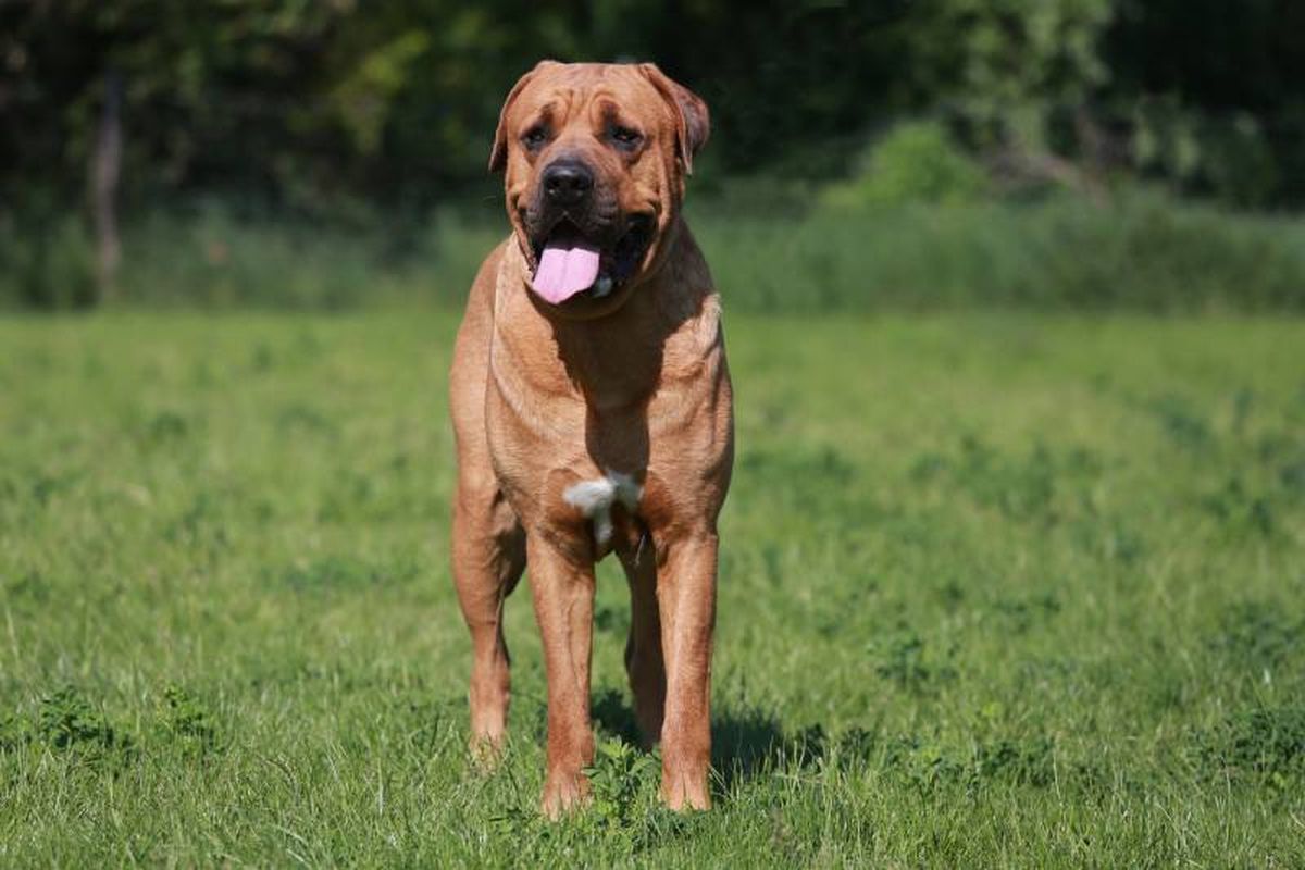 Un gran perro moloso originario de Japón, destaca por su fuerza, valor y lealtad inquebrantable.