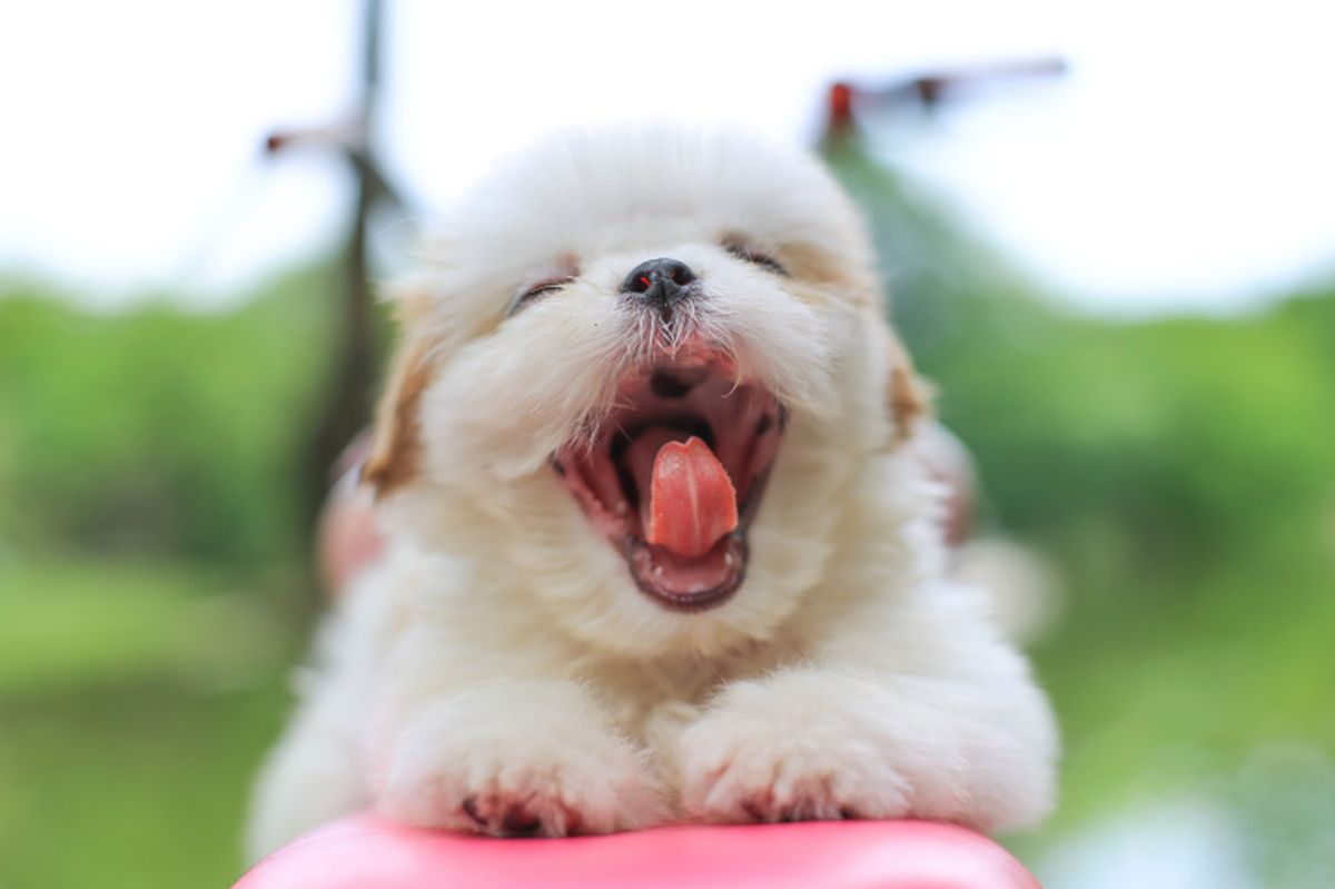 cachorro bostezando