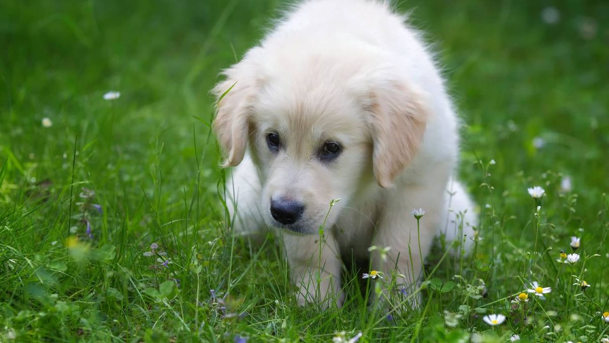 El arroz con pollo ha sido considerado como el remedio casero por excelencia.