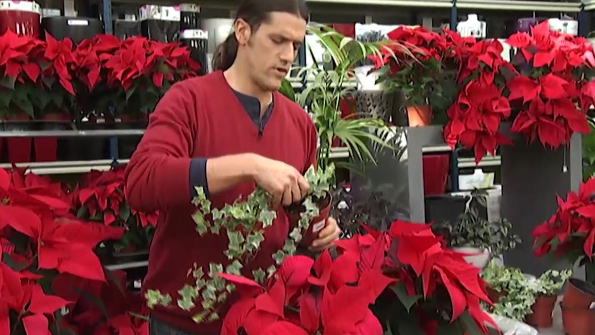 deco 414 plantacion flor de pascua hiedra hoja matizada