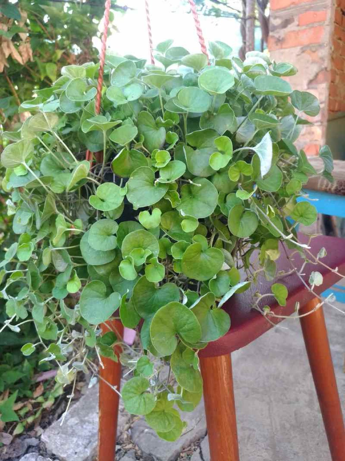 La Dichondra repens prospera en los climas cálidos.
