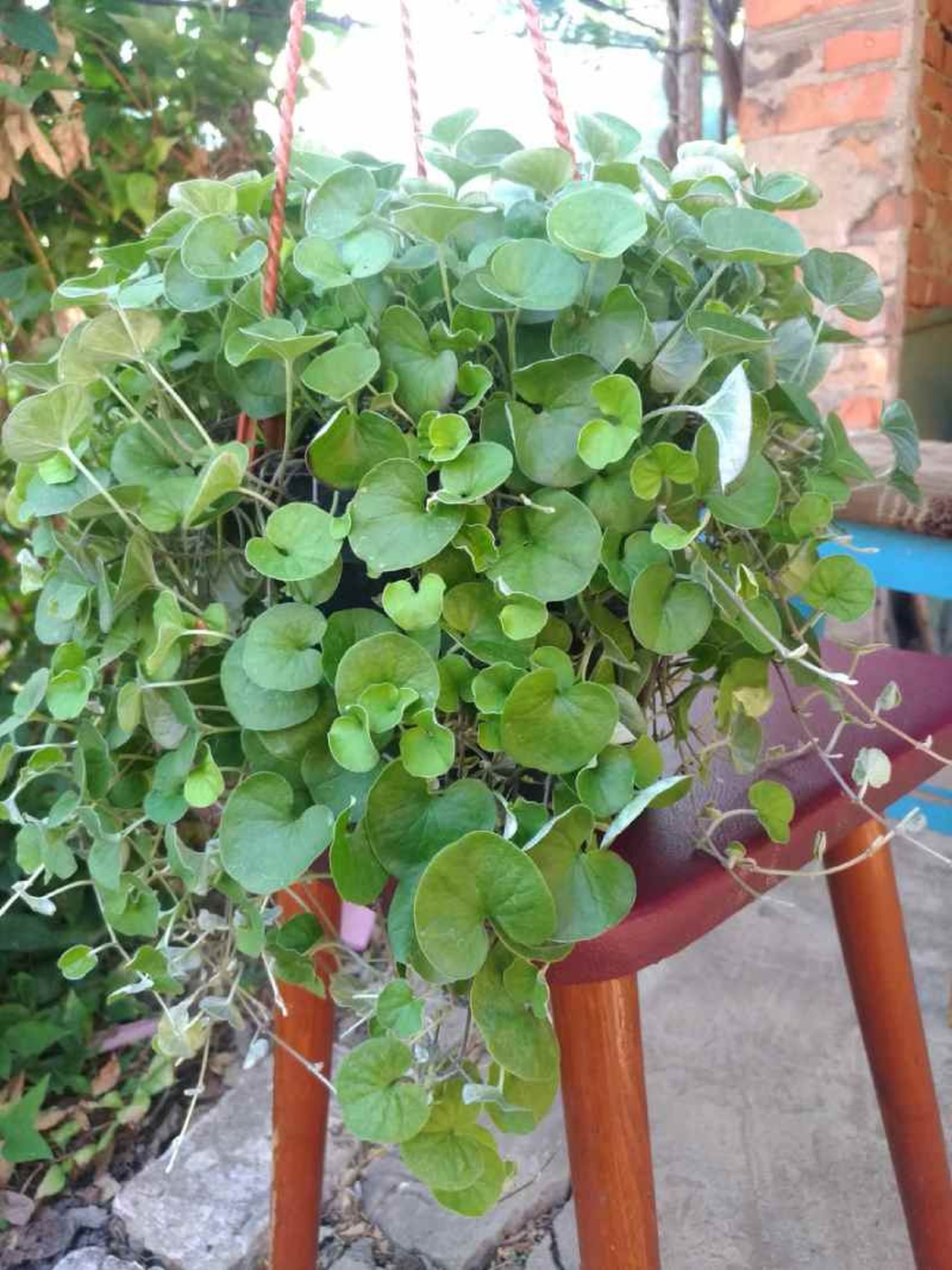 La Dichondra repens prospera en los climas cálidos.