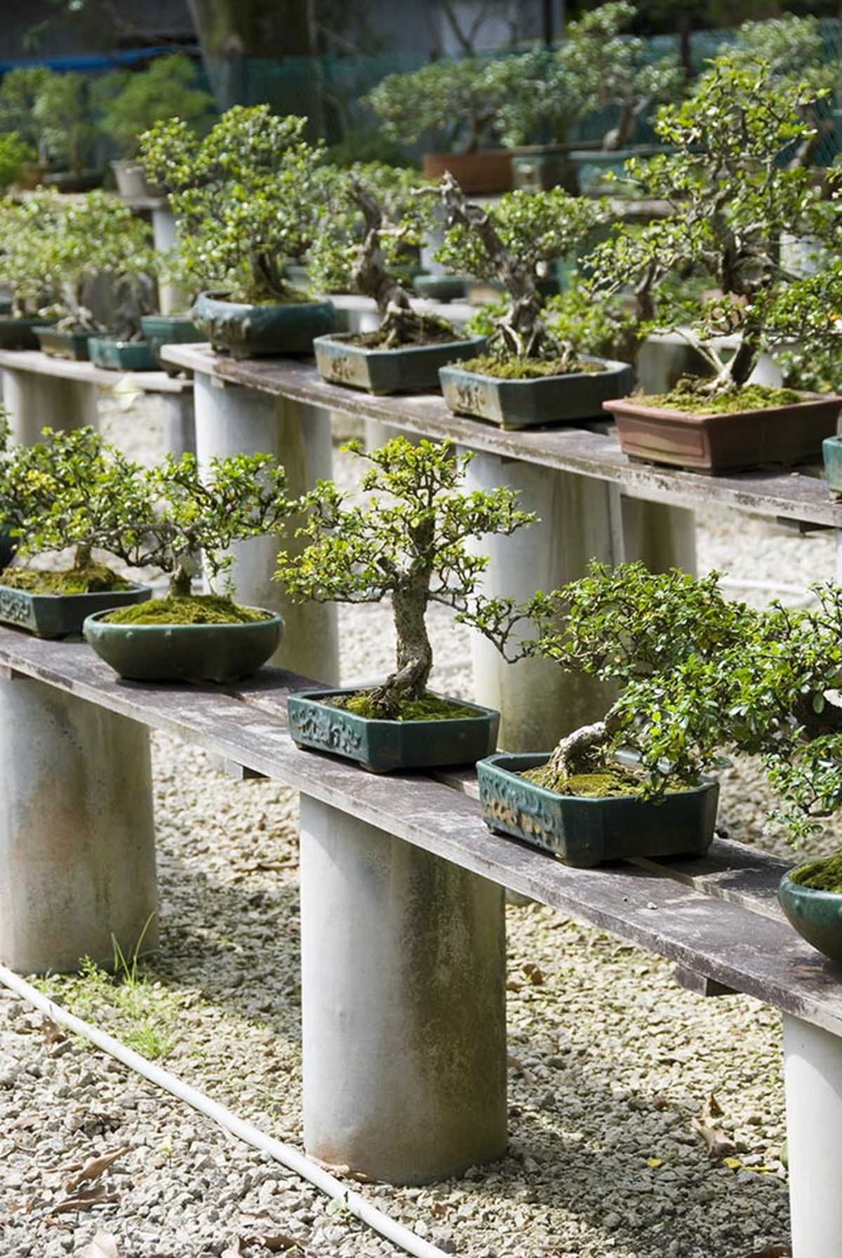 donde ubicar el bonsai