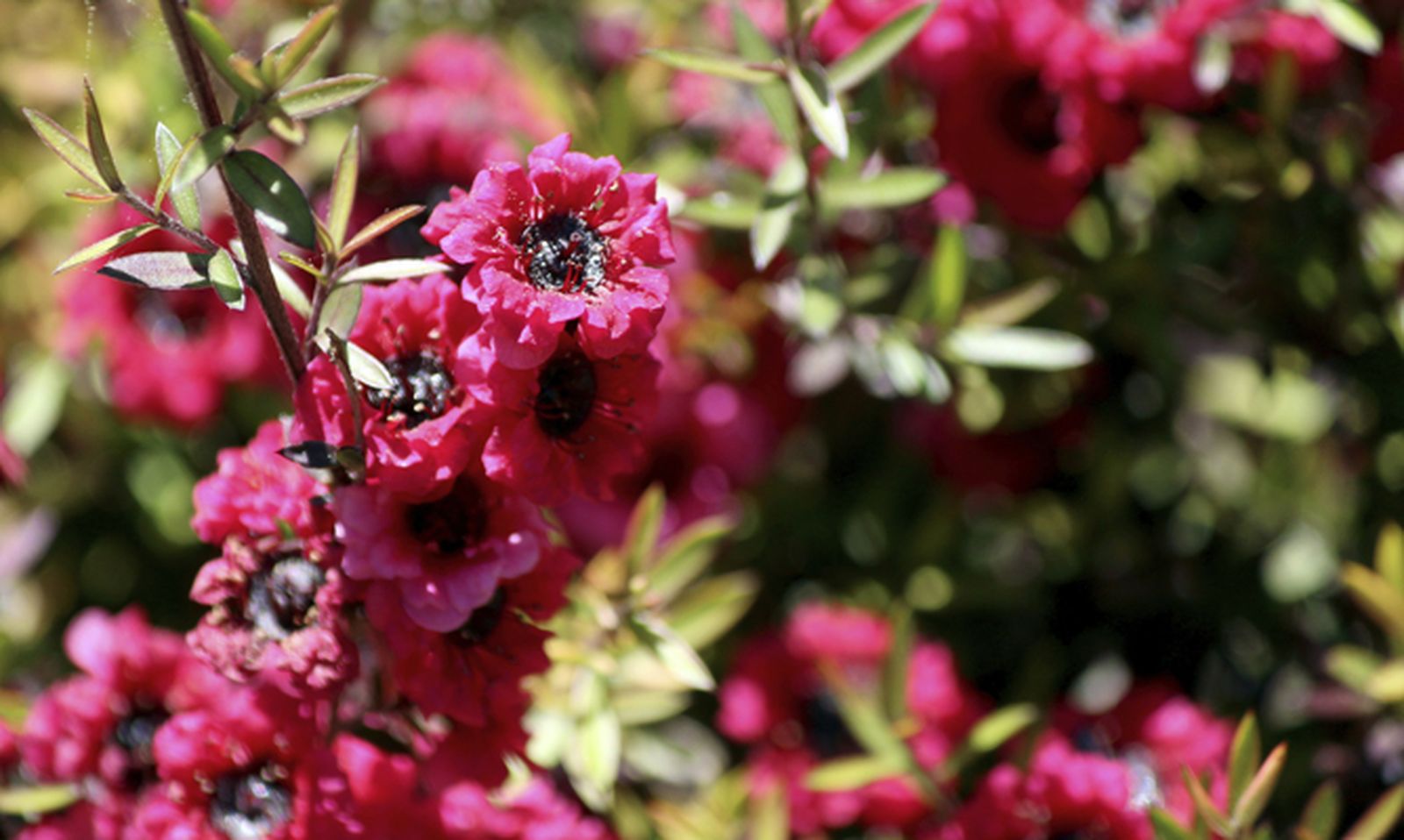 Arbustos de hojas y flores pequeñas