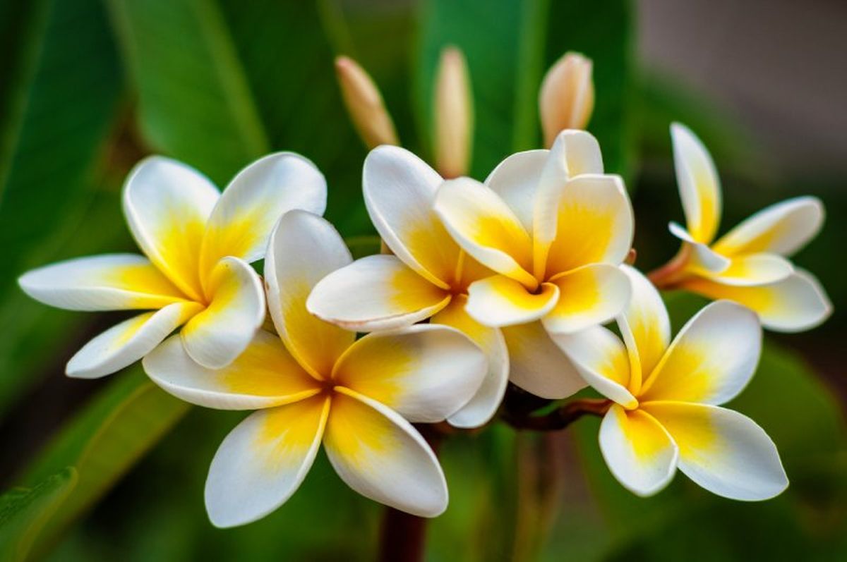 Plumeria rubra.