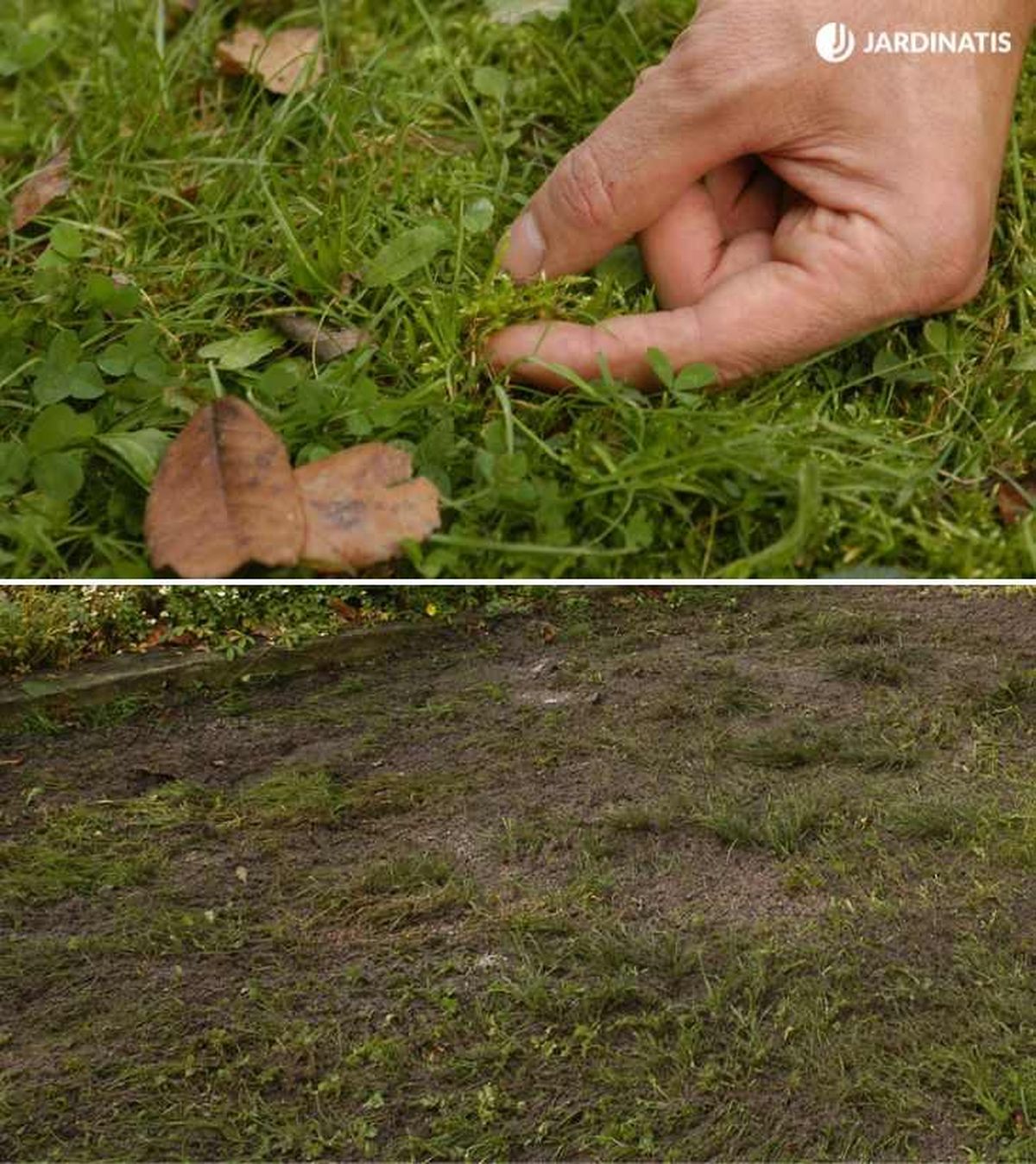 De arriba a abajo: césped con recebo y sin él