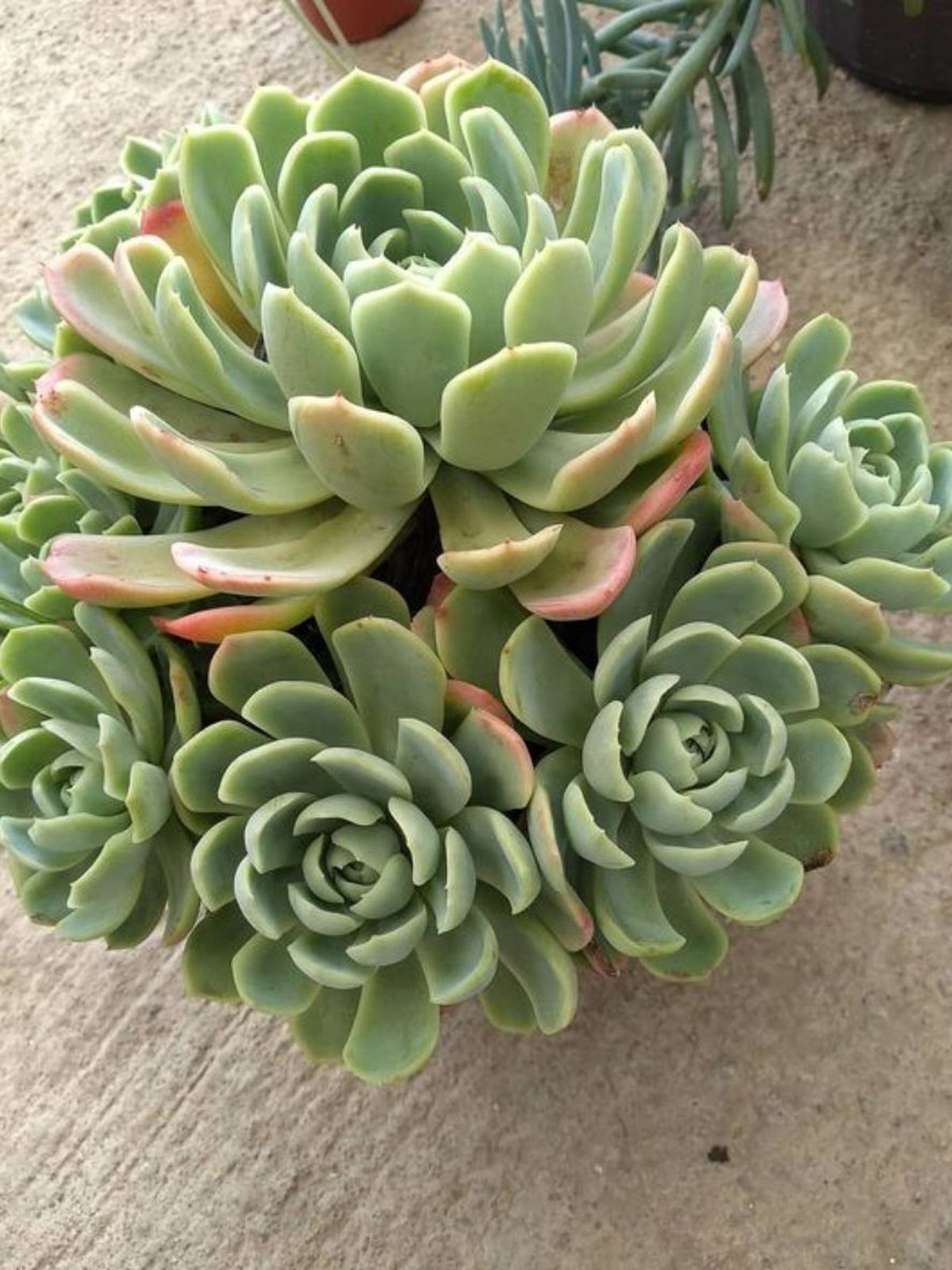 variedad de echeveria elegans