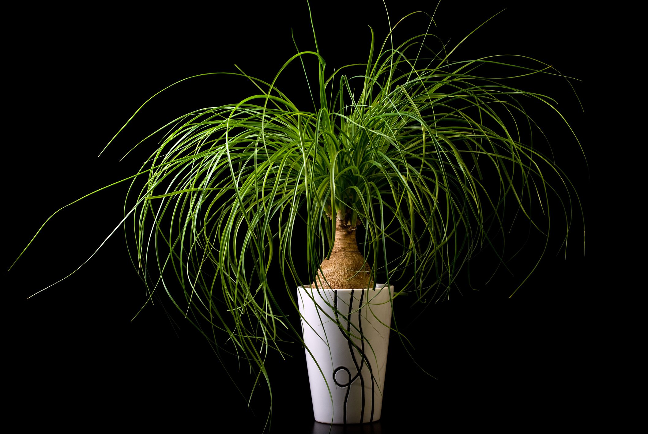 trasplante nolina