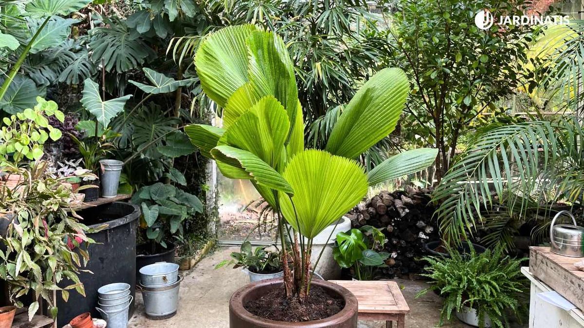 Palmera Licula grandis