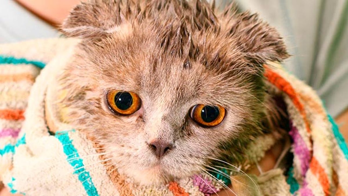 10 fotos de gatos mojados 5