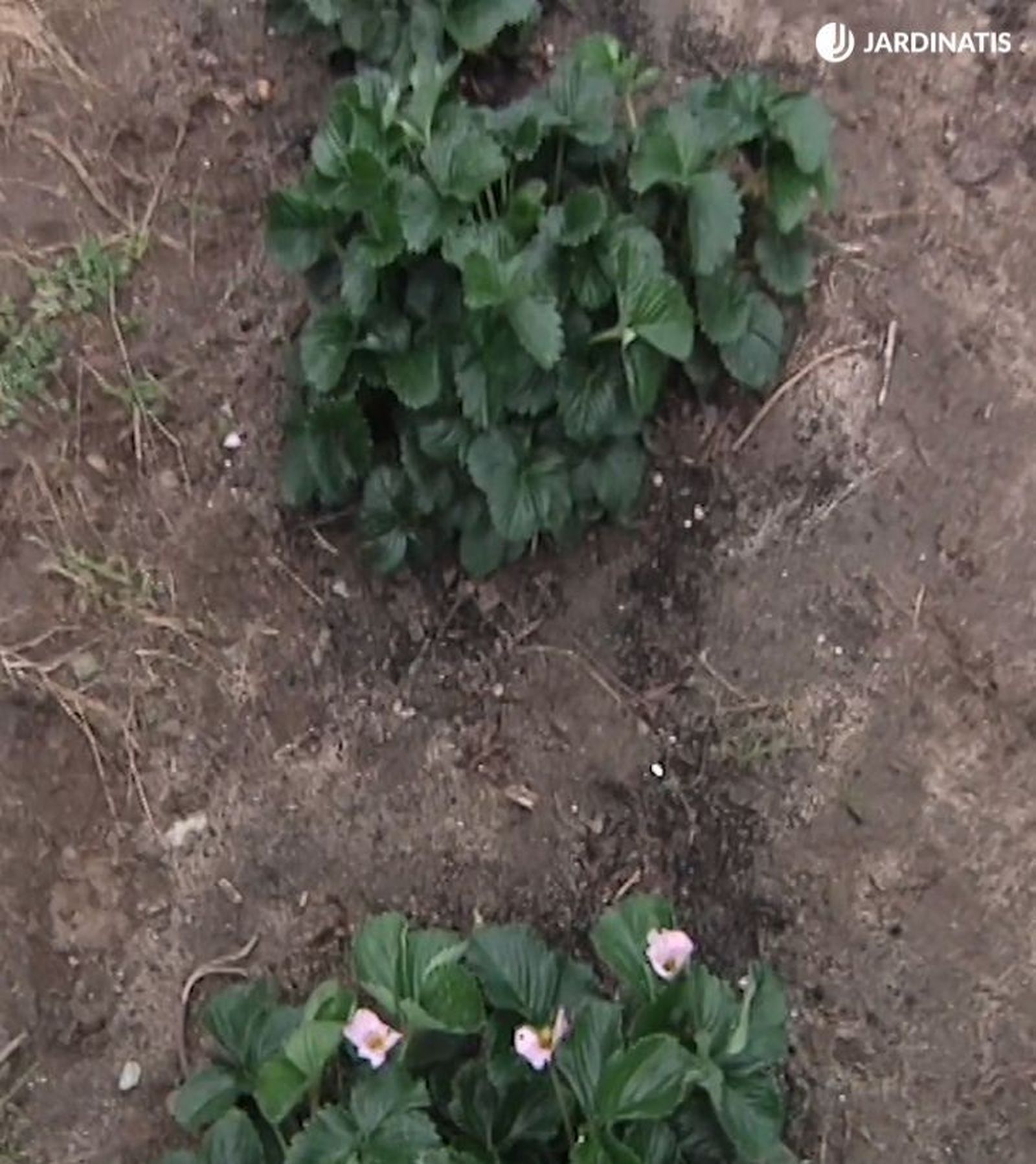 a que distancia se plantan las fresas